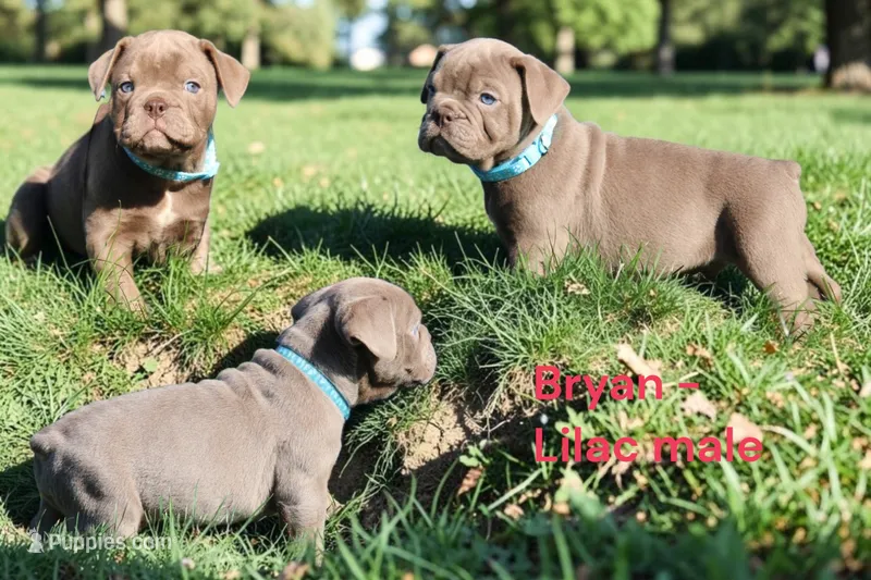 Bryan – Olde English Bulldogge puppy for sale in Eatonville, WA
