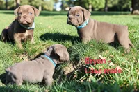 Bryan, a male Olde English Bulldogge for sale in Eatonville, WA – 1 of 7