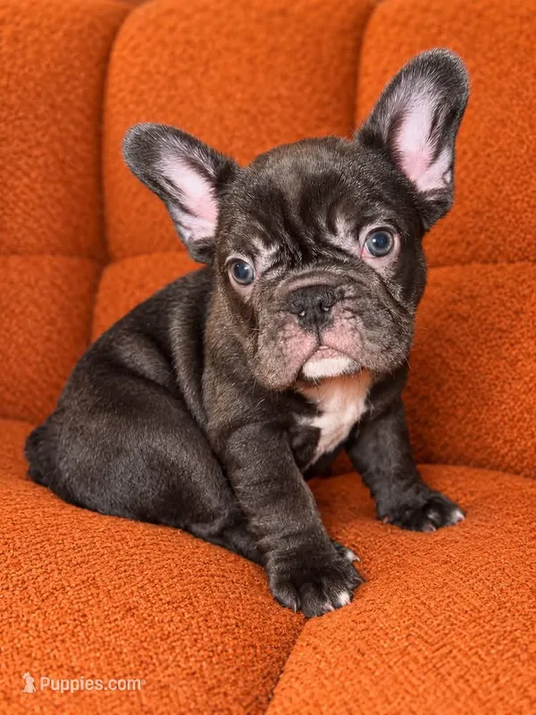 Jolene, a female French Bulldog for sale in Edmond, OK – 1 of 7