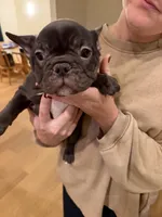 Jolene, a female French Bulldog for sale in Edmond, OK – 3 of 7