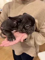 Jolene, a female French Bulldog for sale in Edmond, OK – 7 of 7