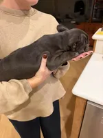 Jolene, a female French Bulldog for sale in Edmond, OK – 6 of 7