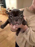 Jolene, a female French Bulldog for sale in Edmond, OK – 4 of 7
