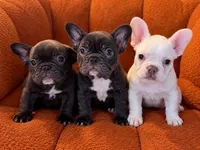 Jolene, a female French Bulldog for sale in Edmond, OK – 5 of 7