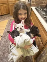 Jolene, a female French Bulldog for sale in Edmond, OK – 2 of 7
