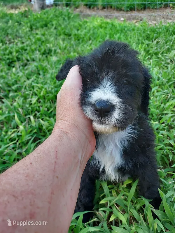 Rex (Black/White Boy) – Border Collie, Poodle - Standard  puppy for sale in Kempner, TX