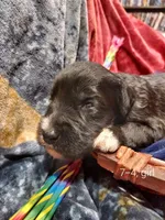 Sky (Girl), a female Border Collie and Poodle - Standard  for sale in Kempner, TX – 3 of 4