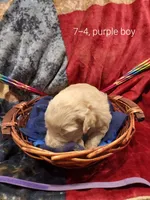 Zuma(Purple boy), a male Border Collie and Poodle - Standard  for sale in Kempner, TX – 4 of 6