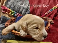 Rocky (Green Boy), a male Border Collie and Poodle - Standard  for sale in Kempner, TX – 4 of 6