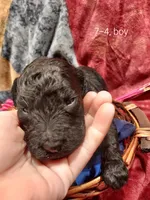 Marshall (Silver boy), a male Border Collie and Poodle - Standard  for sale in Kempner, TX – 3 of 7