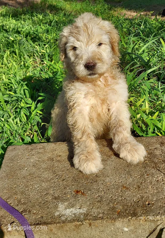 Zuma (Purple boy) – Border Collie, Poodle - Standard  puppy for sale in Kempner, TX