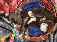 Rex (Black/White Boy), a male Border Collie and Poodle - Standard  for sale in Kempner, TX – 4 of 7