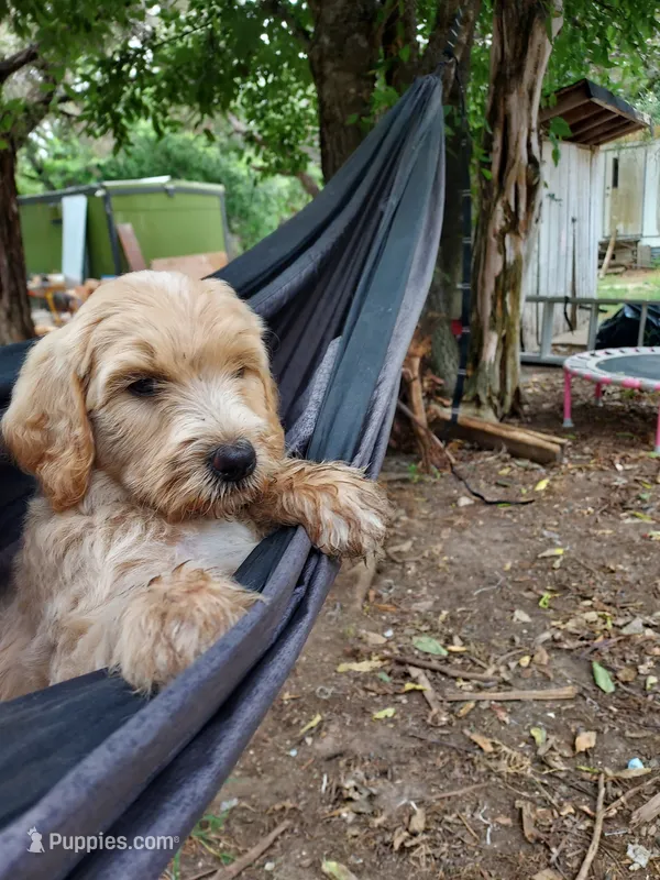 Rocky (Green Boy) – Border Collie, Poodle - Standard  puppy for sale in Kempner, TX