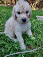Sweetie (Grey Girl), a female Border Collie and Poodle - Standard  for sale in Kempner, TX – 4 of 5