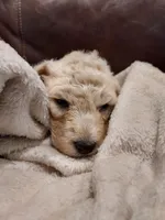 Sweetie (Grey Girl), a female Border Collie and Poodle - Standard  for sale in Kempner, TX – 6 of 6