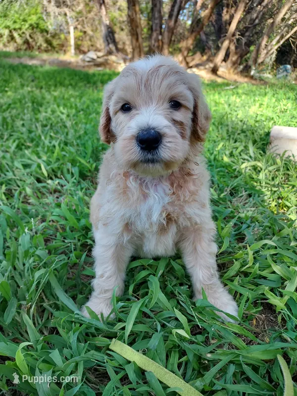 Rocky (Green Boy) – Border Collie, Poodle - Standard  puppy for sale in Kempner, TX