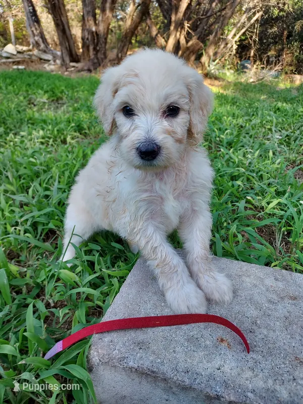Coral (Red Girl) – Border Collie, Poodle - Standard  puppy for sale in Kempner, TX