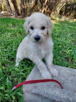 Coral (Red Girl), a female Border Collie and Poodle - Standard  for sale in Kempner, TX – 3 of 9