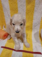 Coral (Red Girl), a female Border Collie and Poodle - Standard  for sale in Kempner, TX – 6 of 6