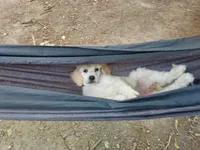 Sweetie (Grey Girl), a female Border Collie and Poodle - Standard  for sale in Kempner, TX – 2 of 5