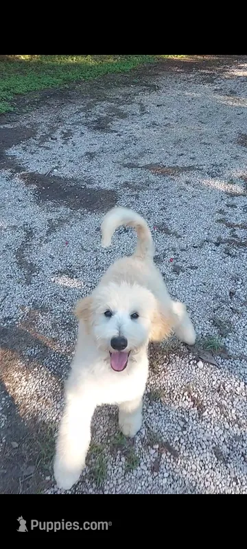 Everest (Green Girl) – Border Collie, Poodle - Standard  puppy for sale in Kempner, TX