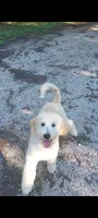 Everest (Green Girl), a female Border Collie and Poodle - Standard  for sale in Kempner, TX – 1 of 9