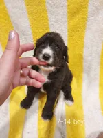 Rex (Black/White Boy), a male Border Collie and Poodle - Standard  for sale in Kempner, TX – 1 of 7