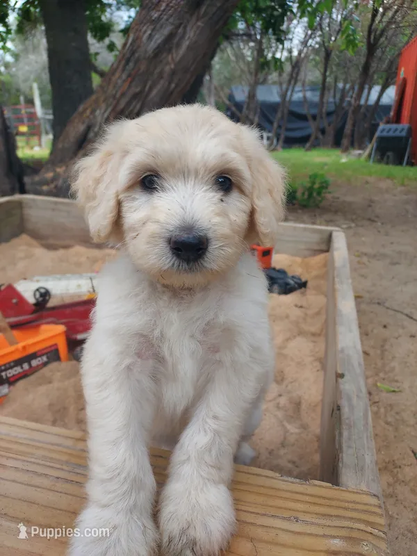 Coral (Red Girl) – Border Collie, Poodle - Standard  puppy for sale in Kempner, TX