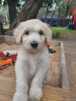 Coral (Red Girl), a female Border Collie and Poodle - Standard  for sale in Kempner, TX – 2 of 9