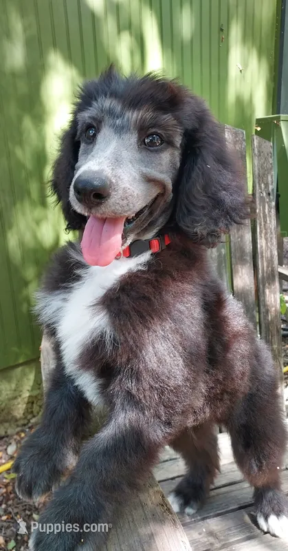 Rex (Black/White Boy) – Border Collie, Poodle - Standard  puppy for sale in Kempner, TX