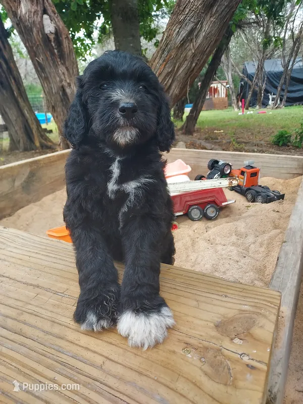 Sky (Girl) – Border Collie, Poodle - Standard  puppy for sale in Kempner, TX