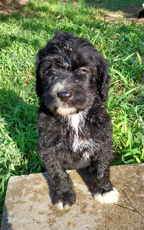 Sky (Girl) – Border Collie, Poodle - Standard  puppy for sale in Kempner, TX