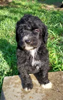 Sky (Girl), a female Border Collie and Poodle - Standard  for sale in Kempner, TX – 3 of 8
