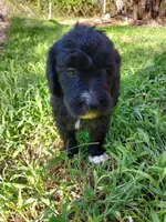 Sky (Girl), a female Border Collie and Poodle - Standard  for sale in Kempner, TX – 8 of 8