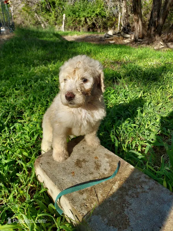 Chase (blue boy) – Border Collie, Poodle - Standard  puppy for sale in Kempner, TX