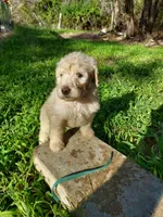Chase (blue boy), a male Border Collie and Poodle - Standard  for sale in Kempner, TX – 3 of 10