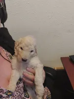 Chase (blue boy), a male Border Collie and Poodle - Standard  for sale in Kempner, TX – 2 of 7