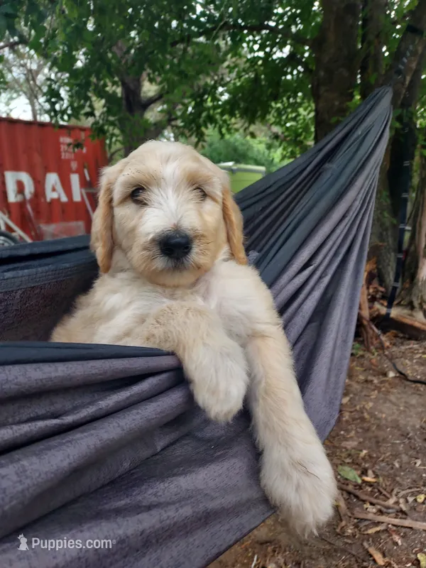 Everest (Green Girl) – Border Collie, Poodle - Standard  puppy for sale in Kempner, TX