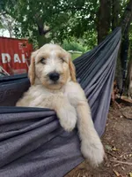 Everest (Green Girl), a female Border Collie and Poodle - Standard  for sale in Kempner, TX – 2 of 10