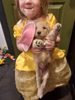 Liberty (Orange Girl), a female Border Collie and Poodle - Standard  for sale in Kempner, TX – 3 of 7