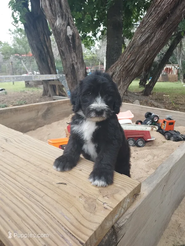 Rex (Black/White Boy) – Border Collie, Poodle - Standard  puppy for sale in Kempner, TX
