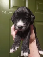 Rex (Black/White Boy), a male Border Collie and Poodle - Standard  for sale in Kempner, TX – 3 of 7