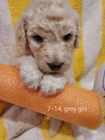 Sweetie (Grey Girl), a female Border Collie and Poodle - Standard  for sale in Kempner, TX – 3 of 5