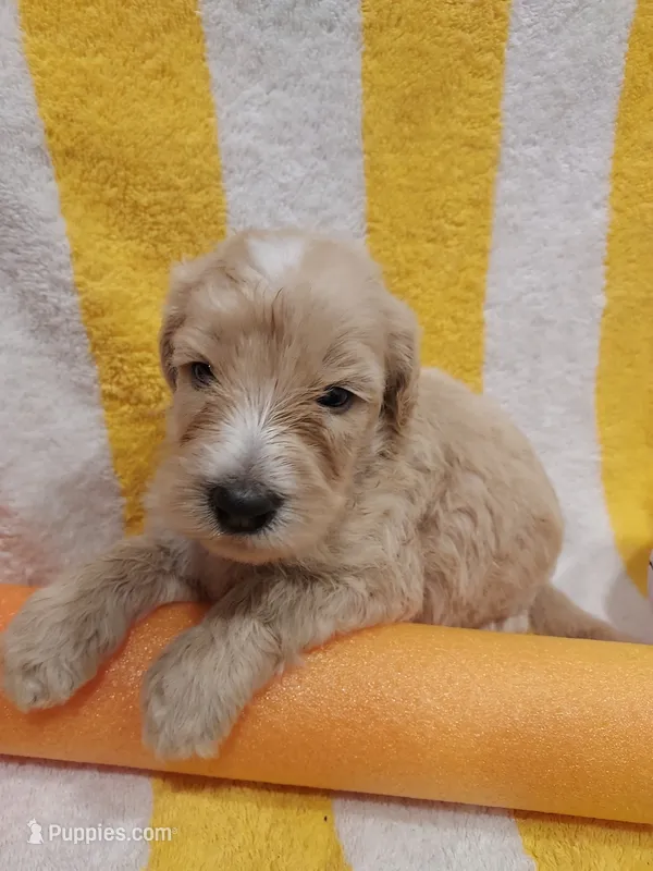 Rocky (Green Boy) – Border Collie, Poodle - Standard  puppy for sale in Kempner, TX