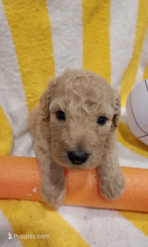 Liberty (Orange Girl) – Border Collie, Poodle - Standard  puppy for sale in Kempner, TX