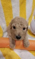 Liberty (Orange Girl), a female Border Collie and Poodle - Standard  for sale in Kempner, TX – 1 of 7