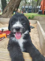 Tex (Silver male), a male Border Collie and Poodle - Standard  for sale in Kempner, TX – 3 of 4