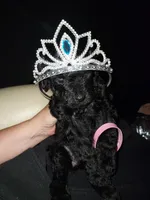 Marshall (Silver boy), a male Border Collie and Poodle - Standard  for sale in Kempner, TX – 7 of 7
