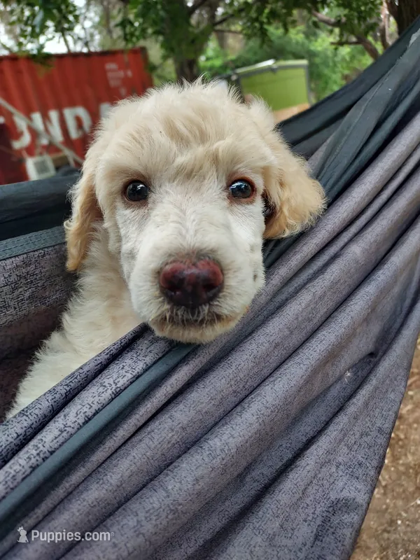 Chase (blue boy) – Border Collie, Poodle - Standard  puppy for sale in Kempner, TX