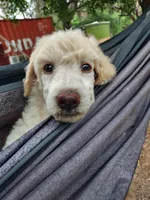 Chase (blue boy), a male Border Collie and Poodle - Standard  for sale in Kempner, TX – 2 of 10